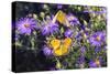 Orange Sulphur female and male courtship on Frikart's Aster-Richard and Susan Day-Stretched Canvas