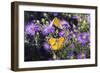 Orange Sulphur female and male courtship on Frikart's Aster-Richard and Susan Day-Framed Photographic Print