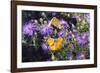 Orange Sulphur female and male courtship on Frikart's Aster-Richard and Susan Day-Framed Photographic Print
