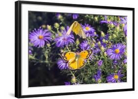 Orange Sulphur female and male courtship on Frikart's Aster-Richard and Susan Day-Framed Photographic Print