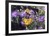 Orange Sulphur female and male courtship on Frikart's Aster-Richard and Susan Day-Framed Photographic Print