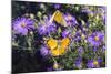 Orange Sulphur female and male courtship on Frikart's Aster-Richard and Susan Day-Mounted Photographic Print
