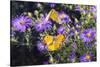 Orange Sulphur female and male courtship on Frikart's Aster-Richard and Susan Day-Stretched Canvas