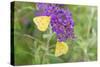 Orange Sulphurs on Butterfly Bush, Illinois-Richard & Susan Day-Stretched Canvas