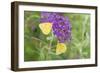 Orange Sulphurs on Butterfly Bush, Illinois-Richard & Susan Day-Framed Photographic Print