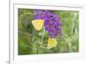 Orange Sulphurs on Butterfly Bush, Illinois-Richard & Susan Day-Framed Premium Photographic Print