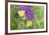 Orange Sulphurs on Butterfly Bush, Illinois-Richard & Susan Day-Framed Premium Photographic Print