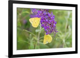 Orange Sulphurs on Butterfly Bush, Illinois-Richard & Susan Day-Framed Premium Photographic Print