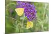 Orange Sulphurs on Butterfly Bush, Illinois-Richard & Susan Day-Mounted Premium Photographic Print