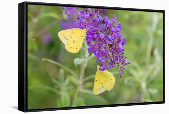 Orange Sulphurs on Butterfly Bush, Illinois-Richard & Susan Day-Framed Stretched Canvas