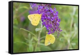 Orange Sulphurs on Butterfly Bush, Illinois-Richard & Susan Day-Framed Stretched Canvas