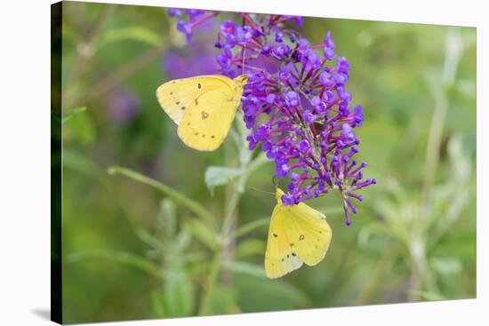 Orange Sulphurs on Butterfly Bush, Illinois-Richard & Susan Day-Stretched Canvas