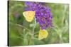 Orange Sulphurs on Butterfly Bush, Illinois-Richard & Susan Day-Stretched Canvas