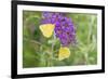 Orange Sulphurs on Butterfly Bush, Illinois-Richard & Susan Day-Framed Photographic Print