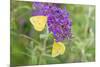 Orange Sulphurs on Butterfly Bush, Illinois-Richard & Susan Day-Mounted Photographic Print