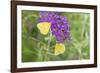 Orange Sulphurs on Butterfly Bush, Illinois-Richard & Susan Day-Framed Photographic Print