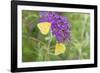 Orange Sulphurs on Butterfly Bush, Illinois-Richard & Susan Day-Framed Photographic Print