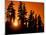 Orange Sunset in the Wilderness Around Mt. Jefferson, Oregon Cascades, USA-Janis Miglavs-Mounted Premium Photographic Print