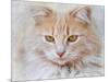 Orange Tabby Cat Portrait-Jai Johnson-Mounted Giclee Print