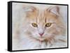 Orange Tabby Cat Portrait-Jai Johnson-Framed Stretched Canvas