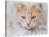 Orange Tabby Cat Portrait-Jai Johnson-Stretched Canvas