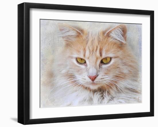 Orange Tabby Cat Portrait-Jai Johnson-Framed Giclee Print