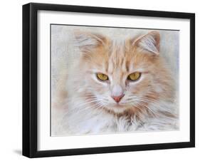 Orange Tabby Cat Portrait-Jai Johnson-Framed Giclee Print