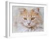 Orange Tabby Cat Portrait-Jai Johnson-Framed Giclee Print