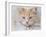 Orange Tabby Cat Portrait-Jai Johnson-Framed Giclee Print