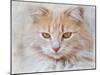 Orange Tabby Cat Portrait-Jai Johnson-Mounted Giclee Print