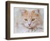 Orange Tabby Cat Portrait-Jai Johnson-Framed Giclee Print