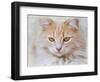 Orange Tabby Cat Portrait-Jai Johnson-Framed Giclee Print