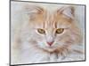 Orange Tabby Cat Portrait-Jai Johnson-Mounted Giclee Print