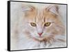 Orange Tabby Cat Portrait-Jai Johnson-Framed Stretched Canvas