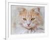 Orange Tabby Cat Portrait-Jai Johnson-Framed Giclee Print