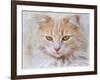 Orange Tabby Cat Portrait-Jai Johnson-Framed Giclee Print