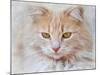 Orange Tabby Cat Portrait-Jai Johnson-Mounted Giclee Print