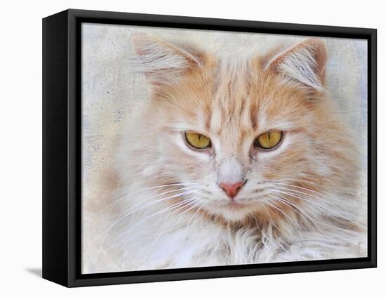Orange Tabby Cat Portrait-Jai Johnson-Framed Stretched Canvas