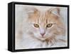 Orange Tabby Cat Portrait-Jai Johnson-Framed Stretched Canvas