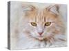 Orange Tabby Cat Portrait-Jai Johnson-Stretched Canvas