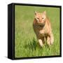 Orange Tabby Cat Running Fast Towards The Viewer In Green Grass-Sari ONeal-Framed Stretched Canvas