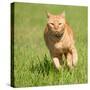 Orange Tabby Cat Running Fast Towards The Viewer In Green Grass-Sari ONeal-Stretched Canvas