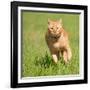 Orange Tabby Cat Running Fast Towards The Viewer In Green Grass-Sari ONeal-Framed Photographic Print