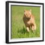 Orange Tabby Cat Running Fast Towards The Viewer In Green Grass-Sari ONeal-Framed Photographic Print