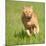 Orange Tabby Cat Running Fast Towards The Viewer In Green Grass-Sari ONeal-Mounted Photographic Print