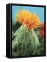 Orange Thistle-null-Framed Stretched Canvas