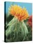 Orange Thistle-null-Stretched Canvas