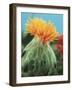 Orange Thistle-null-Framed Photographic Print