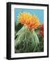 Orange Thistle-null-Framed Photographic Print