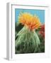 Orange Thistle-null-Framed Photographic Print